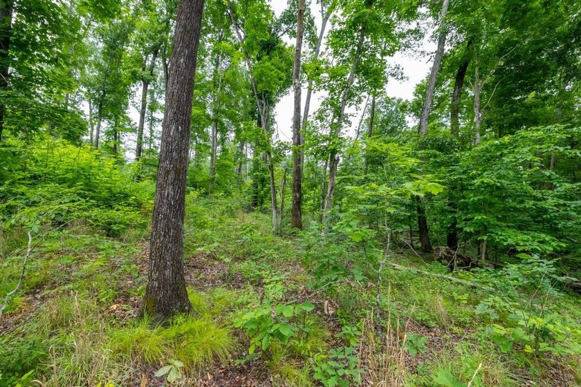 This 31.77+/- acre tract in Calloway County, Kentucky offers an - photo 29