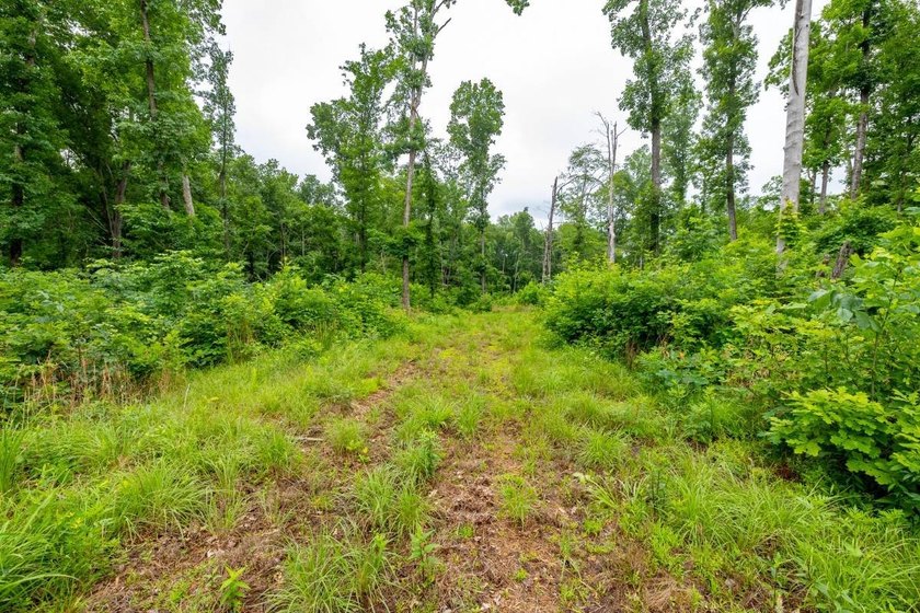 This 31.77+/- acre tract in Calloway County, Kentucky offers an - photo 30