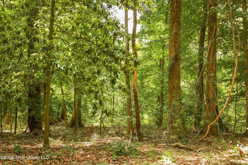 Welcome to 108+- acres in Summit, MS, located on the beautiful - photo 27