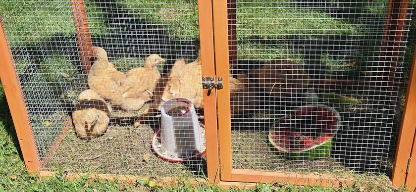 LAKE SENNEBEC FARM. Have you ever thought about giving your kids - photo 25