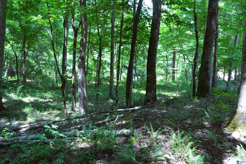 Approximately 3 acres on the North River in The Retreat at - photo 11
