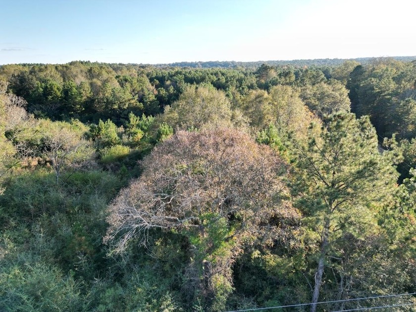 This 15.6 acre parcel has beautiful mature oaks and pine trees - photo 10