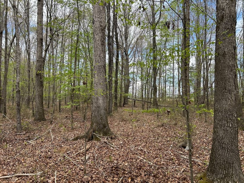 This 35 acres checks a lot of boxes including a 4+ acre private - photo 4