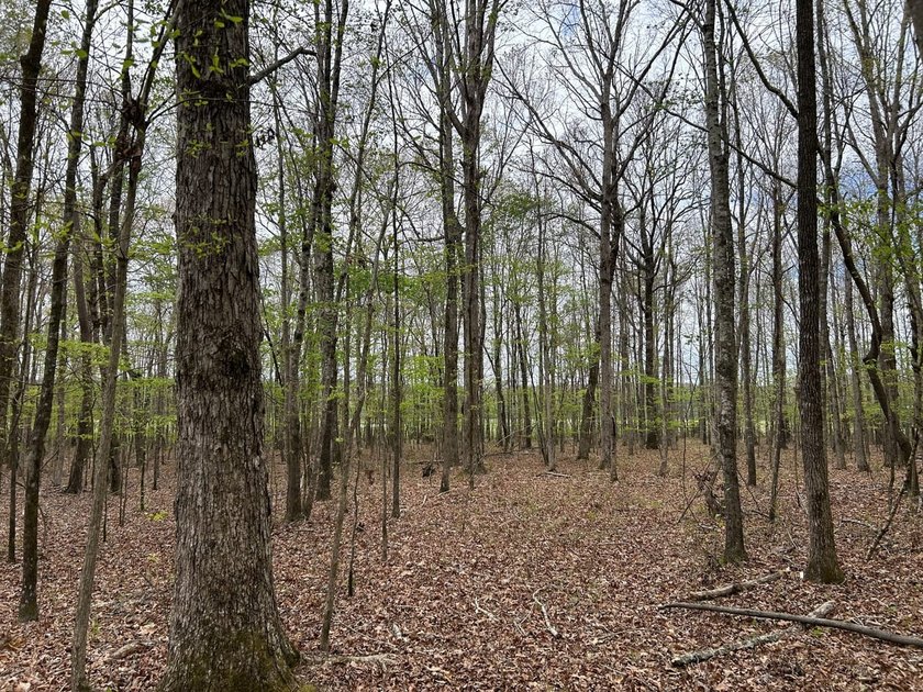 This 35 acres checks a lot of boxes including a 4+ acre private - photo 7