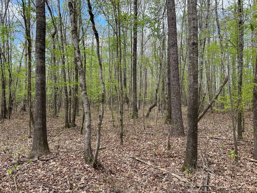 This 35 acres checks a lot of boxes including a 4+ acre private - photo 10