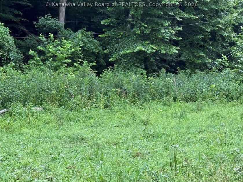 Nice hunting property located less than 5 miles from Mud River - photo 4