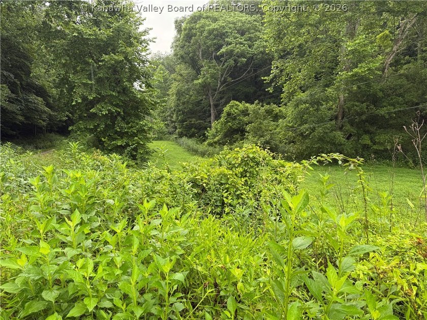 Nice hunting property located less than 5 miles from Mud River - photo 7