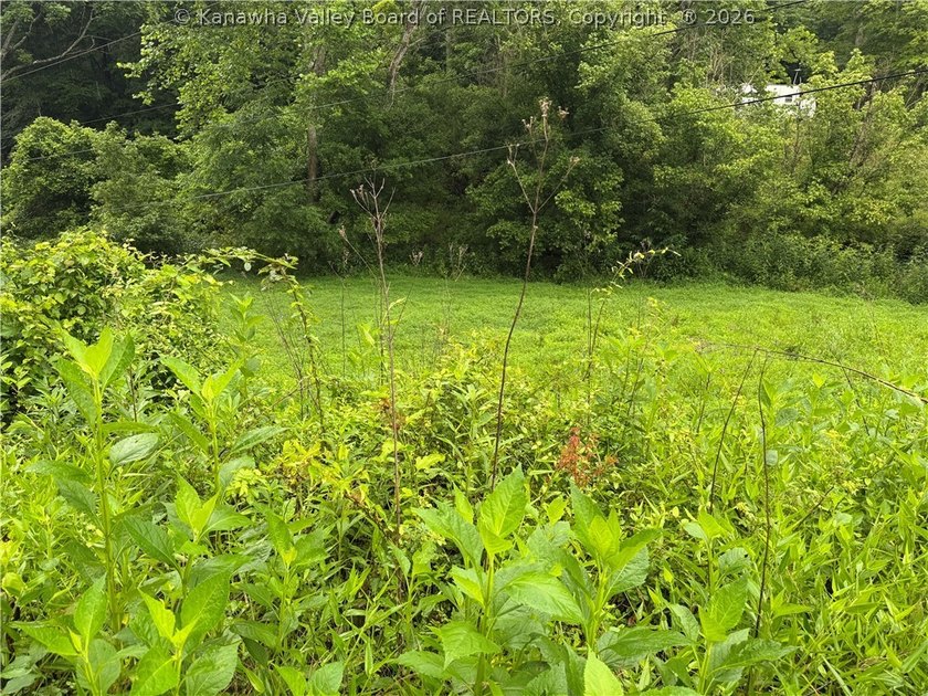 Nice hunting property located less than 5 miles from Mud River - photo 8