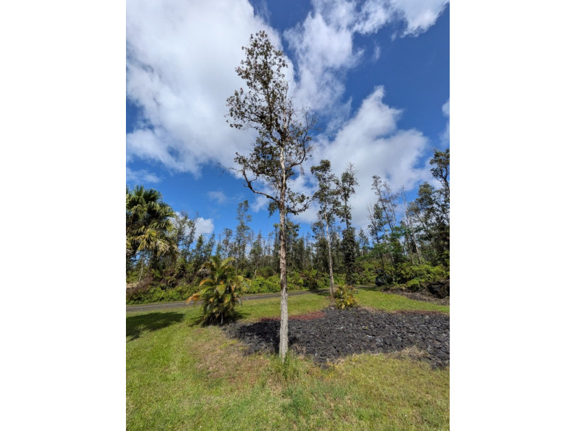 Fully cleared lot on Molokai Rd. Several lots away from the - photo 11