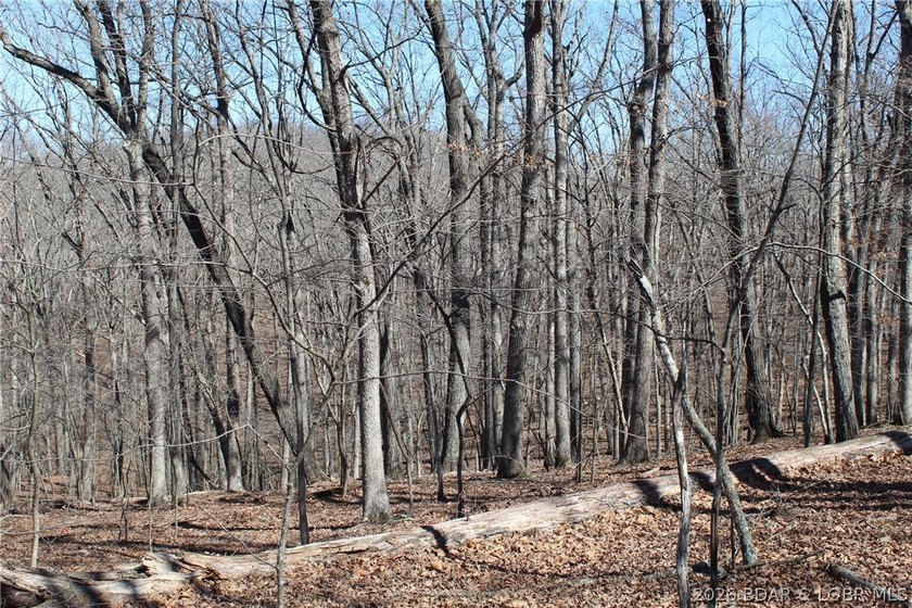 Hard-to-find 5-acre wooded tract with F Highway frontage in the - photo 6