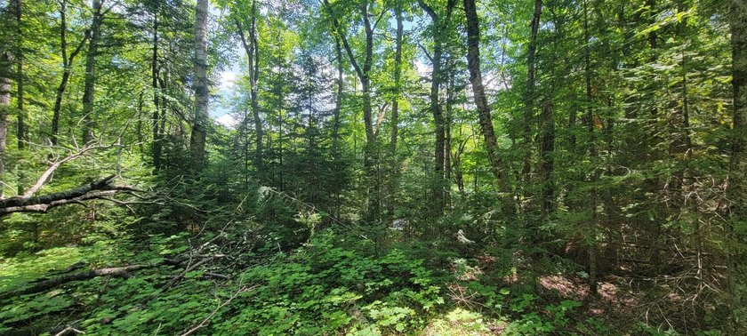 1.55 nicely wooded Acres in Natural Lakes Preserve ready for - photo 14