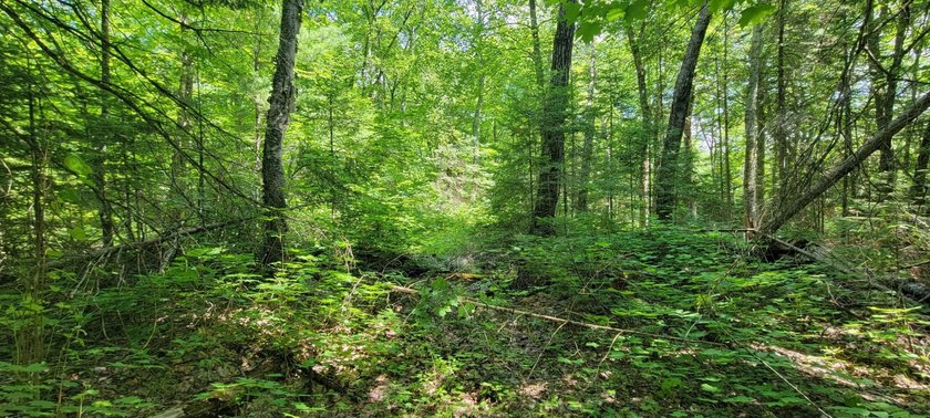 1.55 nicely wooded Acres in Natural Lakes Preserve ready for - photo 16