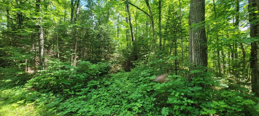 1.55 nicely wooded Acres in Natural Lakes Preserve ready for - photo 17