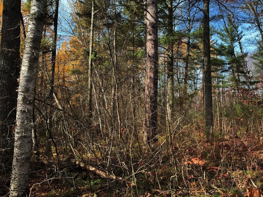 This newly surveyed and inexpensive .69-acre parcel is located - photo 12