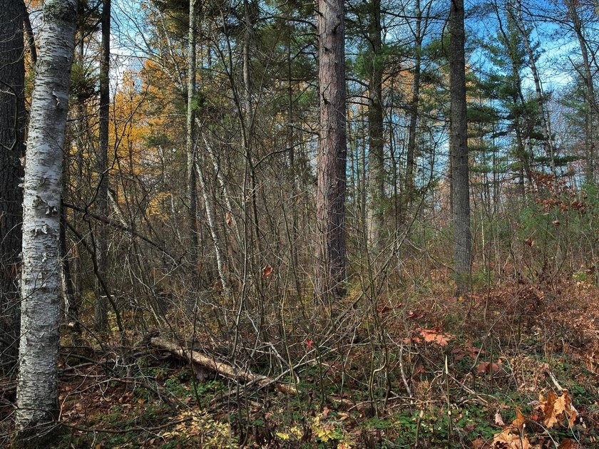This newly surveyed and inexpensive .69-acre parcel is located - photo 14