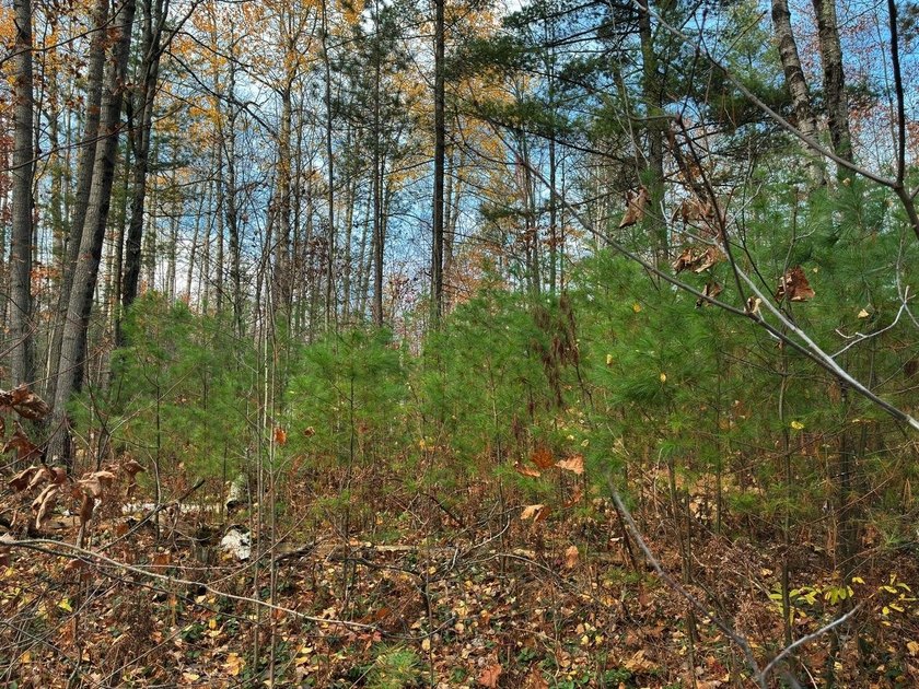 This newly surveyed and inexpensive .69-acre parcel is located - photo 15