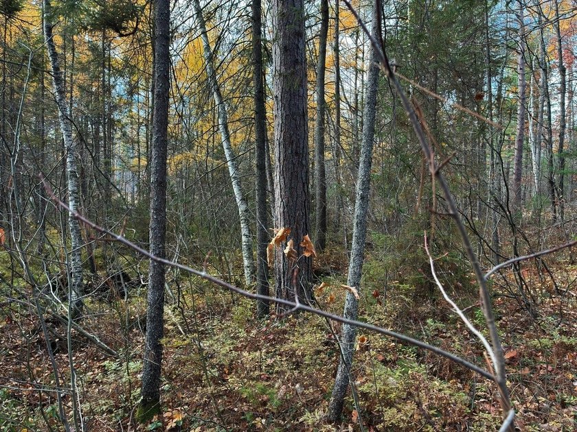 This newly surveyed and inexpensive .69-acre parcel is located - photo 16