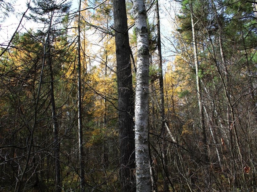 This newly surveyed and inexpensive .69-acre parcel is located - photo 18
