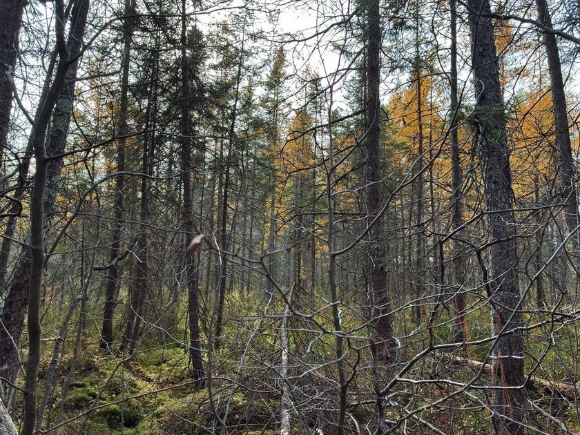 This newly surveyed and inexpensive .69-acre parcel is located - photo 19