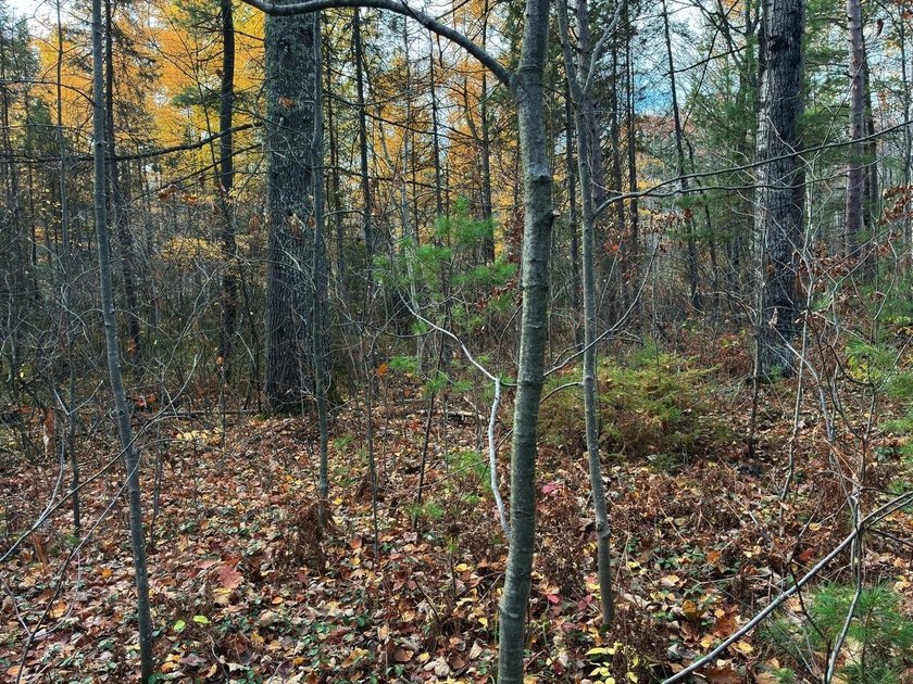 This newly surveyed and inexpensive .69-acre parcel is located - photo 21