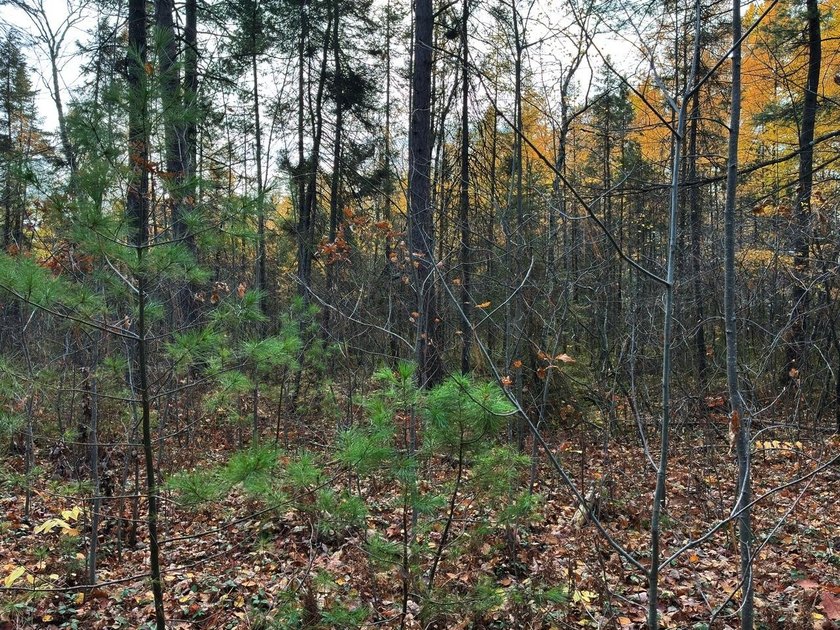 This newly surveyed and inexpensive .69-acre parcel is located - photo 22