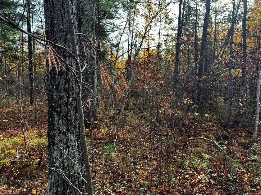 This newly surveyed and inexpensive .69-acre parcel is located - photo 23