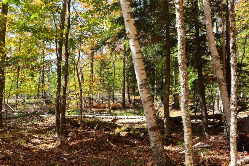 The perfect place to build your Adirondack dream home or camp - photo 4
