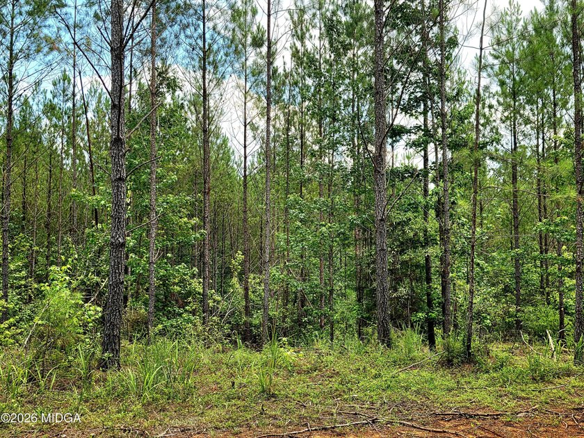 Four beautiful parcels available just off Highway 42 South in - photo 4