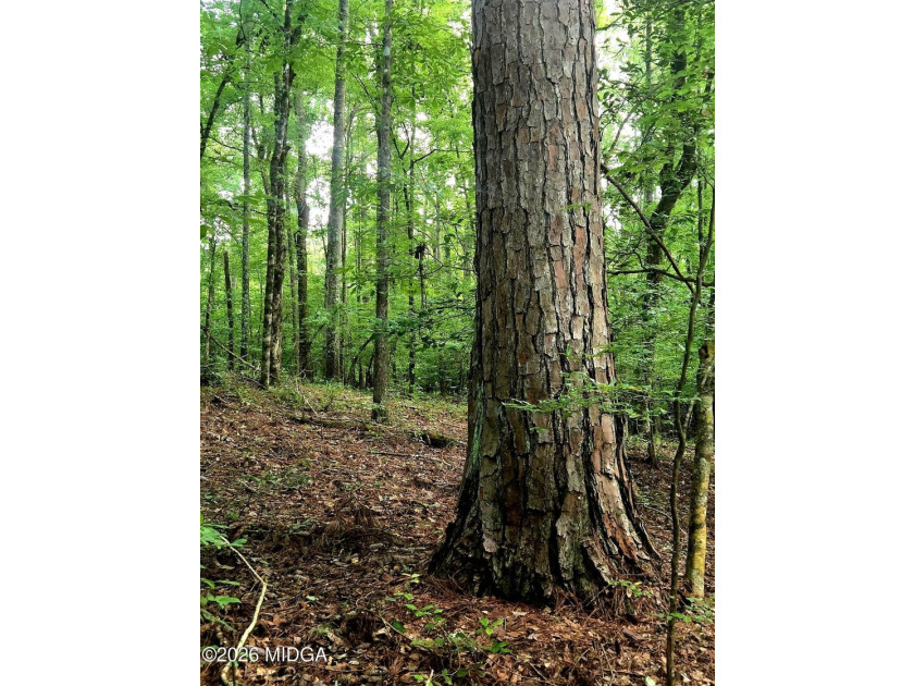 Four beautiful parcels available just off Highway 42 South in - photo 7