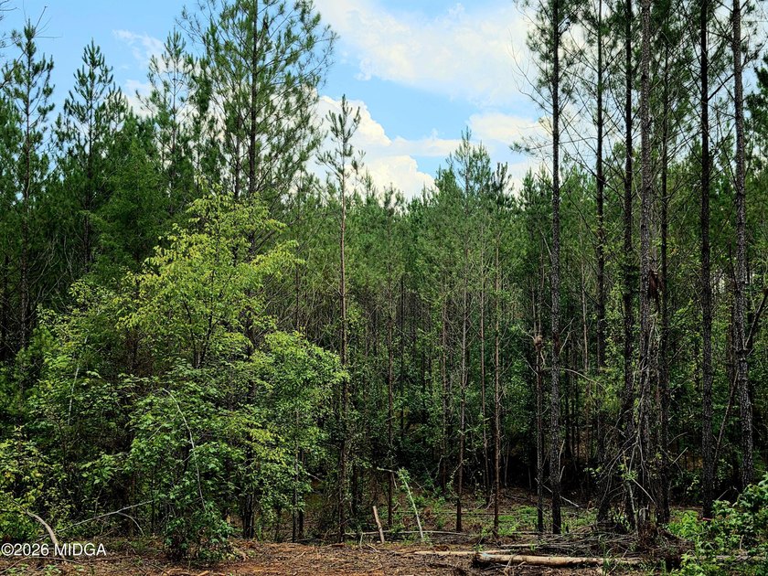 Four beautiful parcels available just off Highway 42 South in - photo 10
