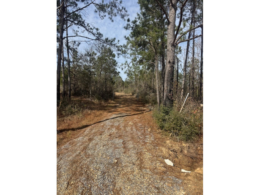Enjoy the outdoors on this 40-acre tract in Poplarville that's - photo 3