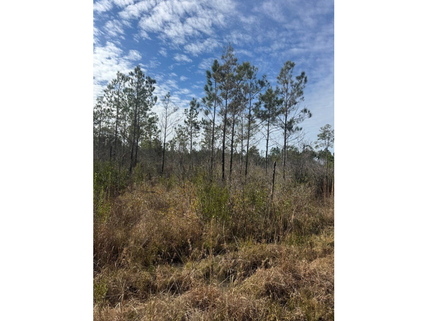 Enjoy the outdoors on this 40-acre tract in Poplarville that's - photo 5
