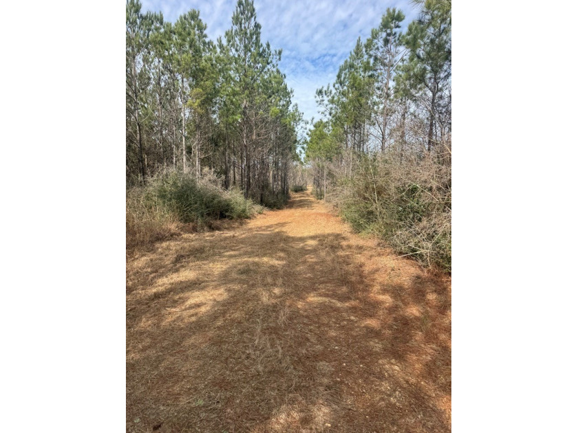 Enjoy the outdoors on this 40-acre tract in Poplarville that's - photo 7