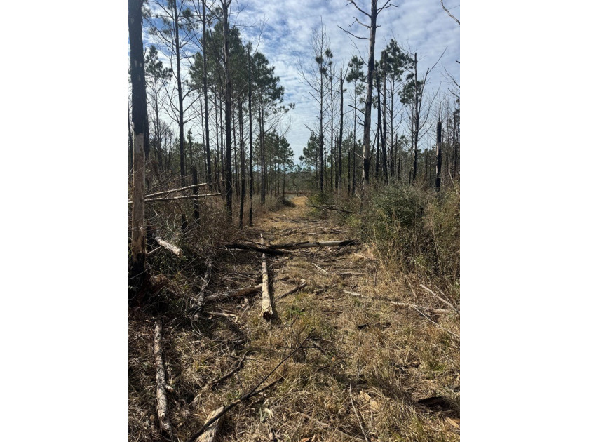 Enjoy the outdoors on this 40-acre tract in Poplarville that's - photo 8