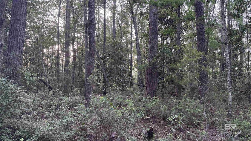 Discover a unique opportunity to own beautiful wooded acreage in - photo 22