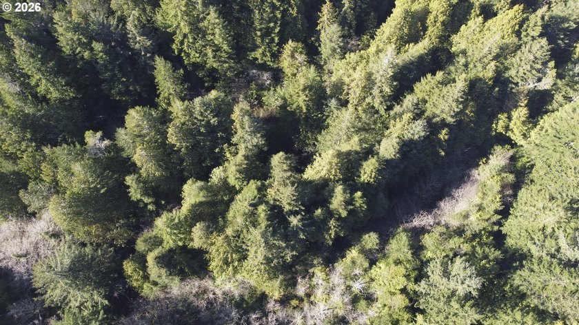 Imagine building your coastal retreat on this peaceful 0.41-acre - photo 7