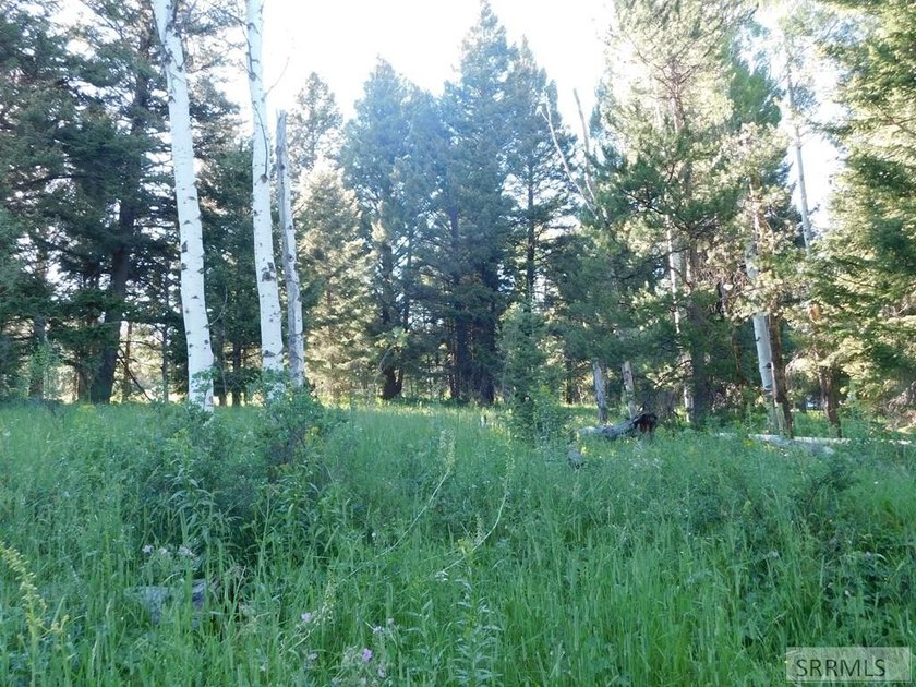 Views of Sawtelle Mountain, towering old-growth Douglas fir, and - photo 4