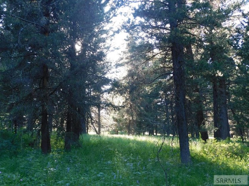 Views of Sawtelle Mountain, towering old-growth Douglas fir, and - photo 5