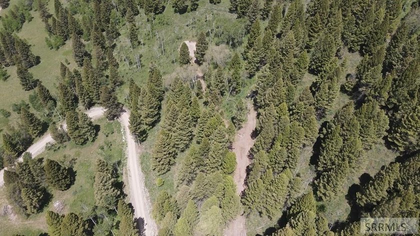 Views of Sawtelle Mountain, towering old-growth Douglas fir, and - photo 7