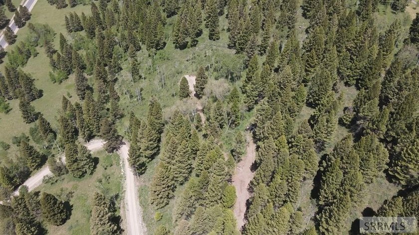 Views of Sawtelle Mountain, towering old-growth Douglas fir, and - photo 9
