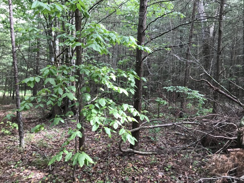 5.59 acres of beauty! Great building lot in Greenfields Estates - photo 12