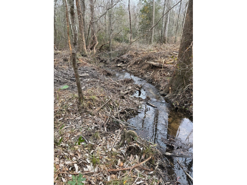 Partially cleared land offering a nice balance of open space and - photo 3
