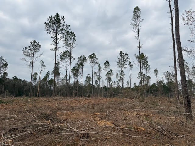 Partially cleared land offering a nice balance of open space and - photo 6