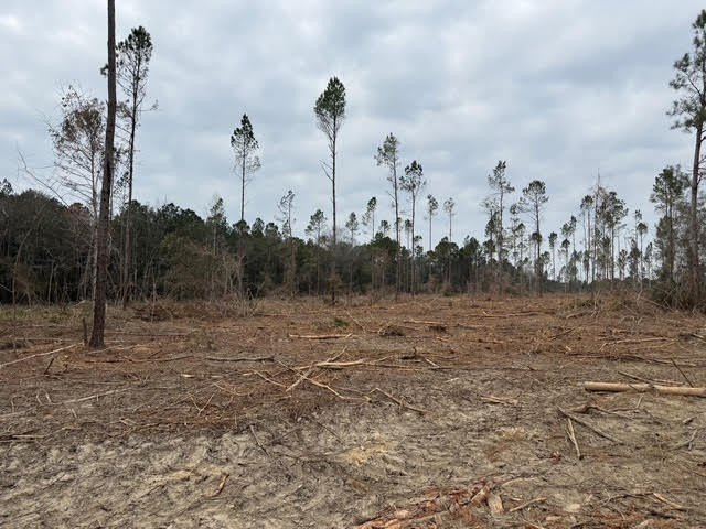 Partially cleared land offering a nice balance of open space and - photo 8