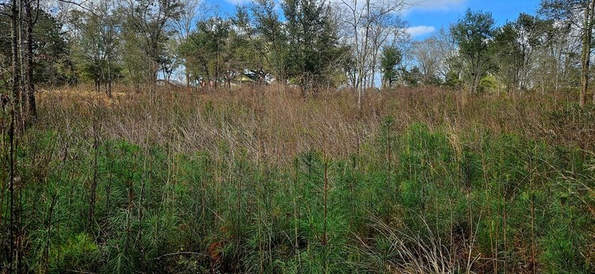 Prime Commercial or Residential Opportunity in Poplarville! This - photo 3