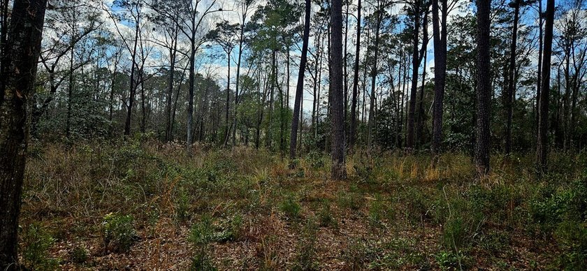 Prime Commercial or Residential Opportunity in Poplarville! This - photo 8