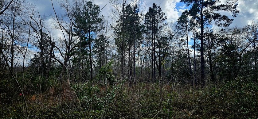 Prime Commercial or Residential Opportunity in Poplarville! This - photo 9