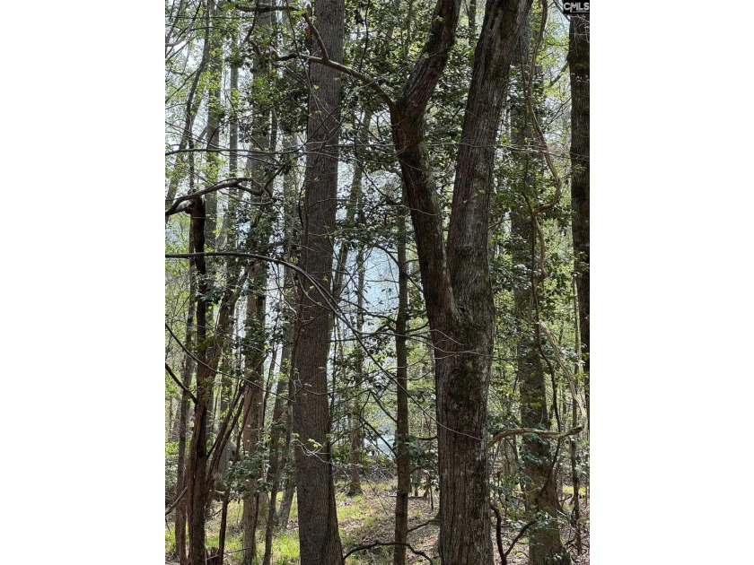 9.71 Acres Tucked away near Lake Murray's edge - Holly Point Rd - photo 11
