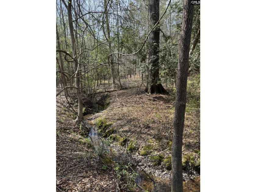 9.71 Acres Tucked away near Lake Murray's edge - Holly Point Rd - photo 12