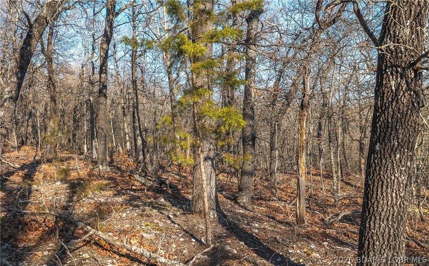 Discover your own slice of the Ozarks with this stunning 15-acre - photo 10